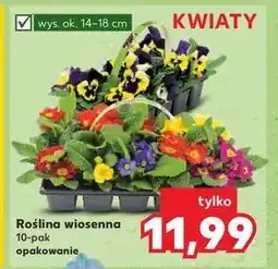 Kaufland Wiosenny mix kwiatów oferta