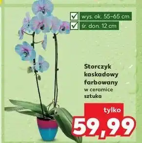 Kaufland Storczyk farbowany 2-pędowy oferta