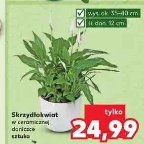 Kaufland Skrzydłokwiat don. 12 cm oferta