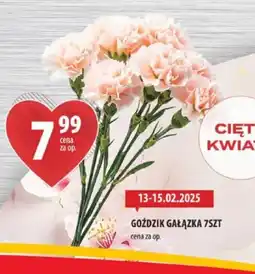 Arhelan Goździk gałązka oferta