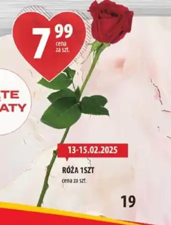 Arhelan Róża oferta