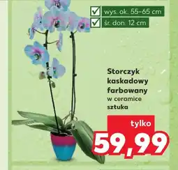 Kaufland Storczyk Ok oferta