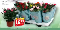 Prim Market Róża w doniczce Rosa oferta