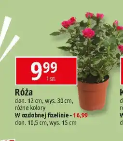 E.Leclerc Róża oferta