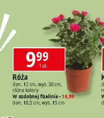 E.Leclerc Róża oferta