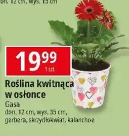 E.Leclerc Roślina doniczkowa Gasa oferta