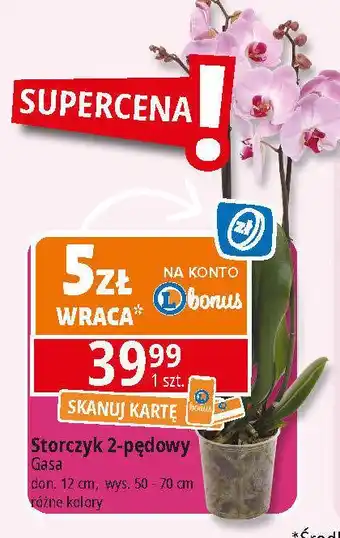 E.Leclerc Storczyk 2-pędowy don. 12 cm Gasa oferta