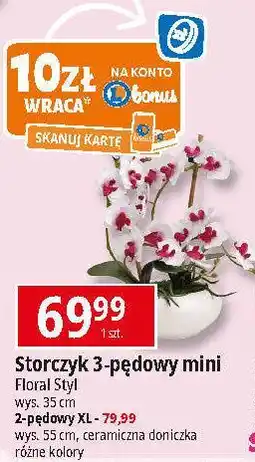 E.Leclerc Storczyk xl Floral Styl oferta