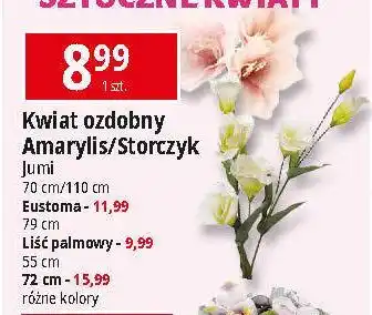 E.Leclerc Liść palmowy 72 cm Jumi oferta