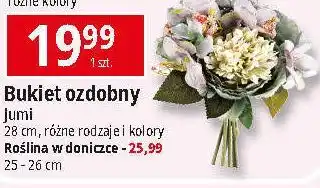 E.Leclerc Roślina w doniczce Jumi oferta