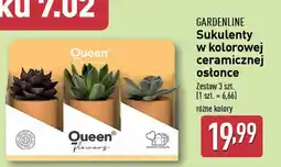 ALDI GARDENLINE Sukulenty oferta