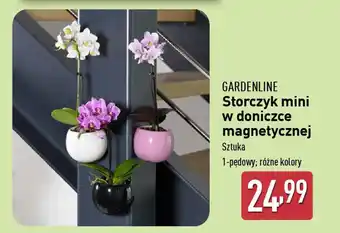 ALDI GARDENLINE Storczyk mini w doniczce magnetycznej oferta