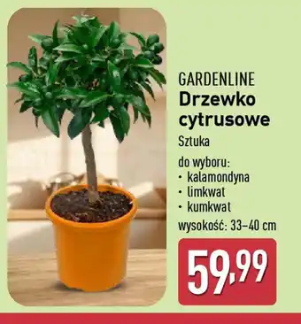 ALDI GARDENLINE Drzewko cytrusowe oferta