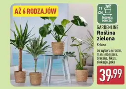 ALDI GARDENLINE Roślina zielona oferta