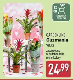 ALDI GARDENLINE Guzmania oferta