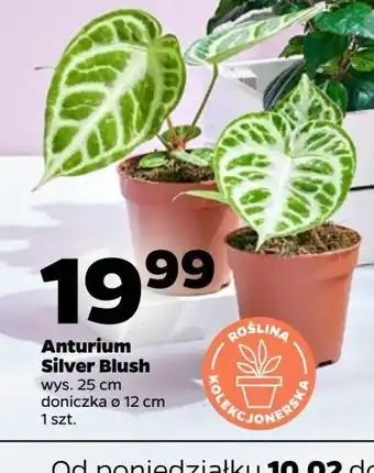 Netto Anthurium silver blush 12 cm oferta