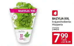 Selgros Bazylia xxl oferta