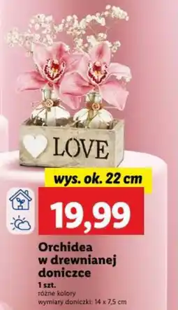 Lidl Orchidea w drewnianej doniczce oferta