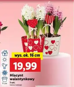 Lidl Hiacynt walentynkowy oferta