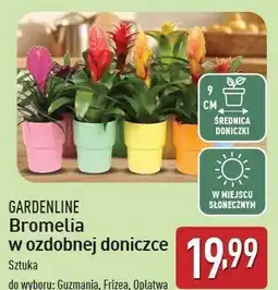 ALDI Bromelia w ozdobnej doniczce 9 cm Gardenline oferta