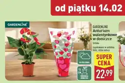 ALDI Anturium walentynkowe w doniczce 12 cm Gardenline oferta