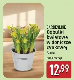 ALDI Cebulki kwiatowe w cynkowej doniczce Gardenline oferta