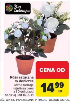 Carrefour Market Róża w doniczce Pan Zielony oferta