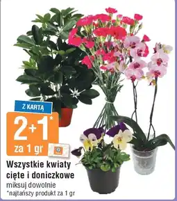 E.Leclerc Kwiaty w doniczce oferta