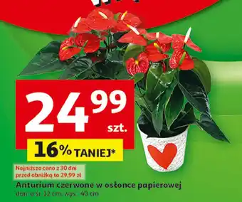 Auchan Anturium 12 cm oferta