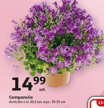 Auchan Campanula oferta