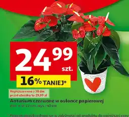 Auchan Anturium S! oferta