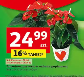 Auchan Anturium S! oferta