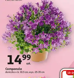 Auchan Campanula C&A oferta