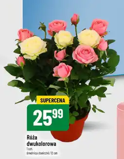 Polomarket Róża dwukolorowa oferta