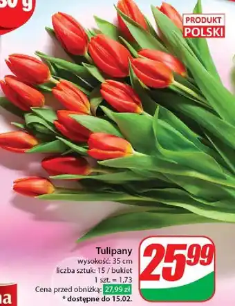 Dino Tulipany oferta