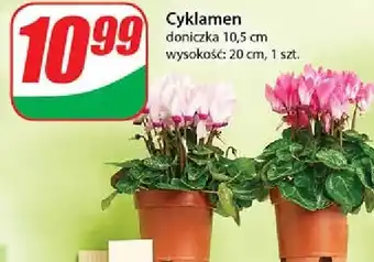 Dino Cyklamen oferta