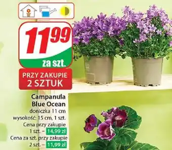 Dino Campanula blue ocean oferta