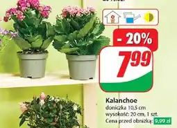 Dino Kalanchoe 10.5 cm oferta