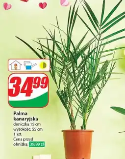 Dino Palma kanaryjska 55 cm oferta