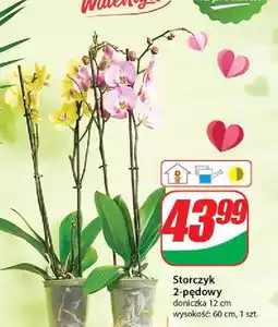 Dino Storczyk 2-pędowy don. 12 cm oferta