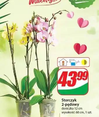 Dino Storczyk 2-pędowy don. 12 cm oferta