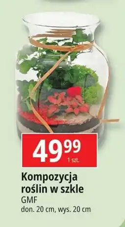 E.Leclerc Kompozycje roślin w szkle oferta