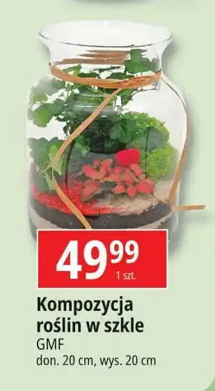 E.Leclerc Kompozycje roślin w szkle oferta