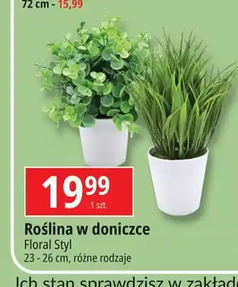 E.Leclerc Roślina w doniczce Floral Styl oferta