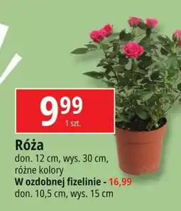 E.Leclerc Róża w ozdobnej fizelinie 10.5 cm oferta