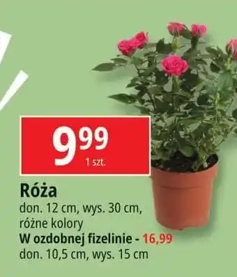 E.Leclerc Róża w ozdobnej fizelinie 10.5 cm oferta