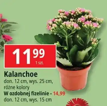 E.Leclerc Kalanchoe w doniczce 15 cm oferta