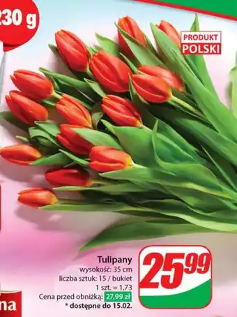 Dino Bukiet tulipanów Tulipany oferta