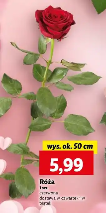 Lidl Róża 50 cm oferta