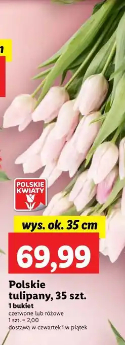 Lidl Tulipany 35 cm oferta